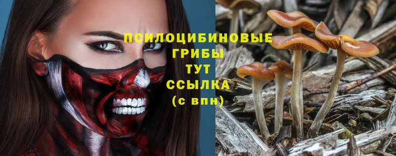 Галлюциногенные грибы Magic Shrooms  Шлиссельбург 